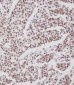 Phospho-HER4(Y1188) Antibody